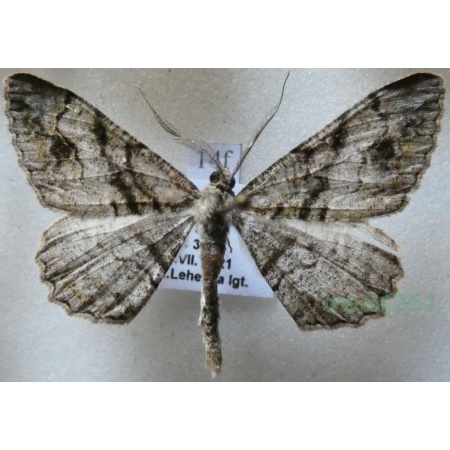 Alcis deversata (Staudinger, 1892) male Przylepek plamiak Czech14f